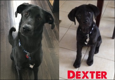 Dexter as a puppy and as he looks now